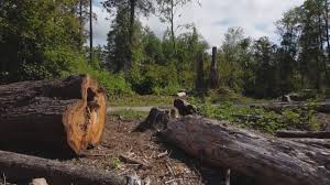Best Tree Cabling and Bracing  in Rosedale, MD