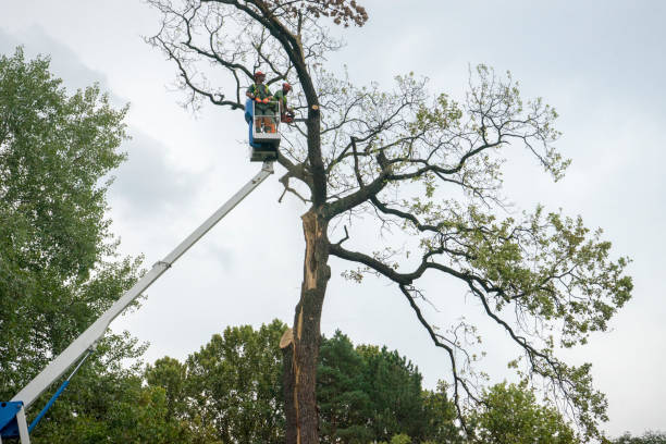 Best Tree Disease Treatment  in Rosedale, MD