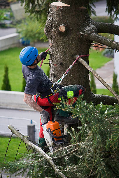 Best Commercial Tree Services  in Rosedale, MD
