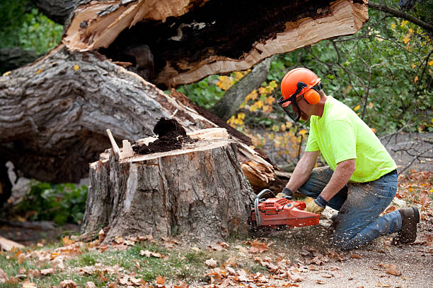 Best Tree and Shrub Care  in Rosedale, MD