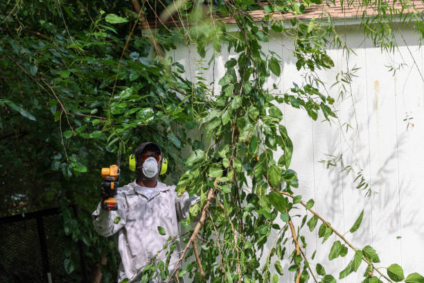 Best Tree Maintenance Programs  in Rosedale, MD