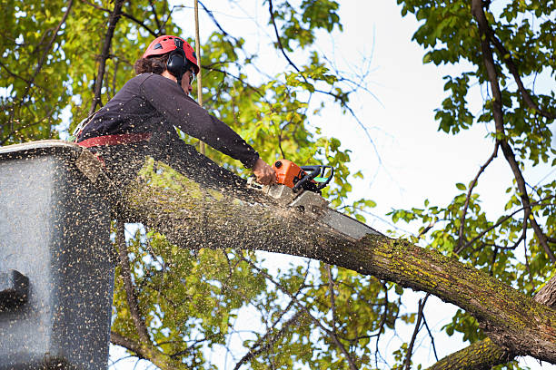  Rosedale, MD Tree Removal Pros