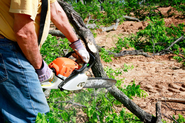Best Lawn Maintenance Plans  in Rosedale, MD