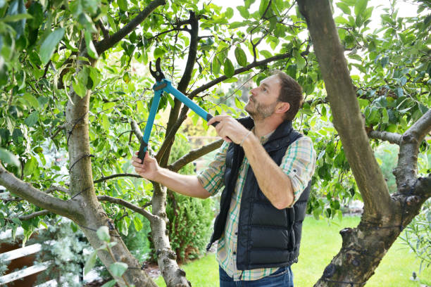 Best Tree Risk Assessment  in Rosedale, MD
